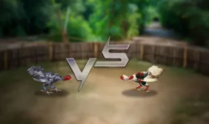 Đá Gà 3D Tại Kingbet86