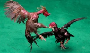 Đá Gà GA28 Tại Kingbet86