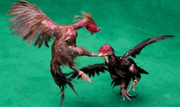 Đá Gà GA28 Tại Kingbet86