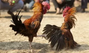 Đá Gà WS168 Tại Kingbet86