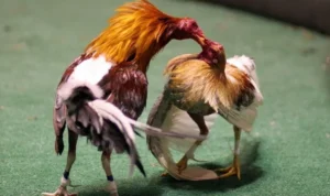 Đá Gà Sabong Tại Kingbet86